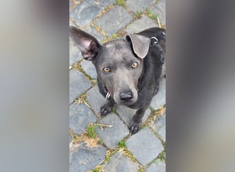 Martini - ein Herzenshund sucht sein für-immer-Zuhause
