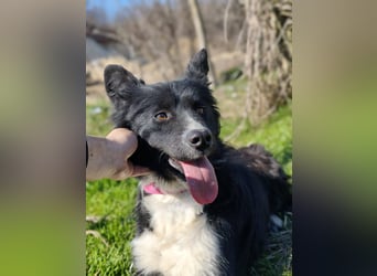 Kaya - Sanfte Seele sucht ihr Für-immer-Zuhause