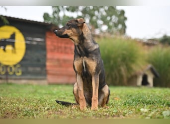 Willow - Zarte Seele sucht ein liebevolles Zuhause