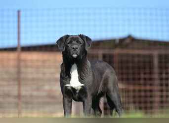 Scooby - fröhlicher kleiner Herzensbrecher sucht sein Zuhause