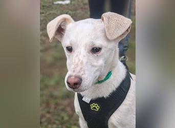 Calliope - junge Hündin sucht dringend ein liebevolles Zuhause