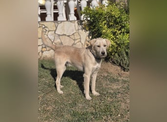 Nino,  supernetter Terriermischling