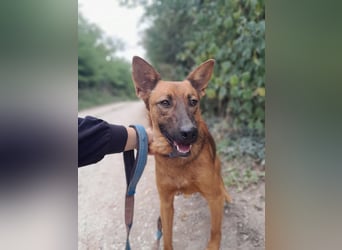 Molly - freundliche und ausgeglichene Mischlingshündin sucht ihr Zuhause