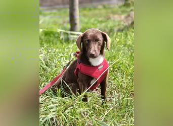 Astra - Sanfte und sehr freundliche Hündin sucht ihr Für-immer-Zuhause