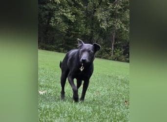Martini - ein Herzenshund sucht sein für-immer-Zuhause