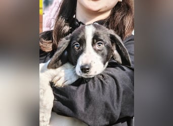 Mimi, kleines Hundemädchen auf der Suche nach seinen Zuhause