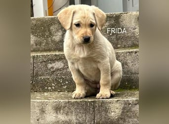 Sanfte Frida sucht ihr Für-immer-Zuhause