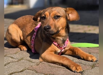 Maila sucht ihr Für-immer-Zuhause