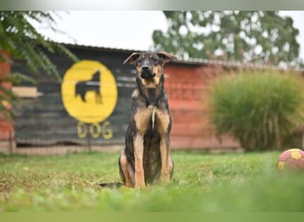 Willow - Zarte Seele sucht ein liebevolles Zuhause