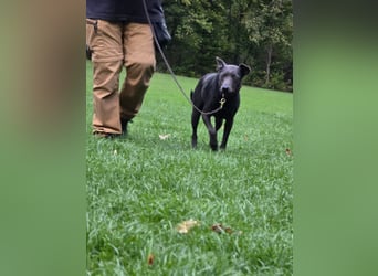 Martini - ein Herzenshund sucht sein für-immer-Zuhause