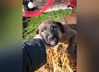 Sammi - kleiner Herzensbrecher sucht großes Glück