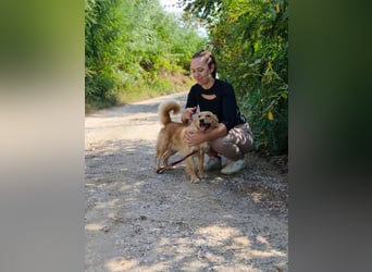 Ozzu - ein Sonnenschein auf vier Pfoten sucht sein Für-immer-Zuhause
