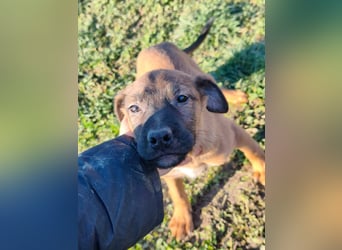 Sammi - kleiner Herzensbrecher sucht großes Glück