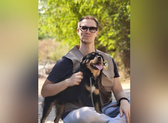 Nico - junger, aufgeweckter Rüde sucht ein Zuhause