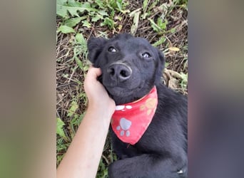 Ema - eine verspielte junge Hündin auf der Suche nach ihrem Für-immer-Zuhause