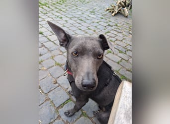 Martini - ein Herzenshund sucht sein für-immer-Zuhause