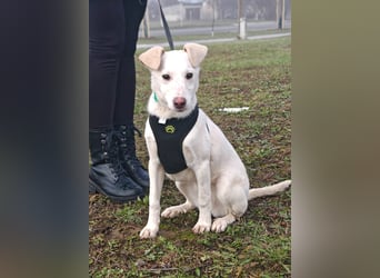 Calliope - junge Hündin sucht dringend ein liebevolles Zuhause