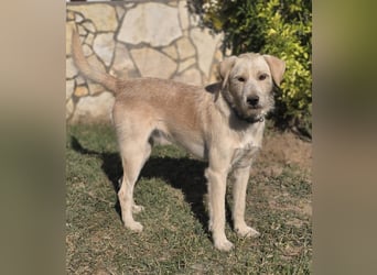 Nino,  supernetter Terriermischling