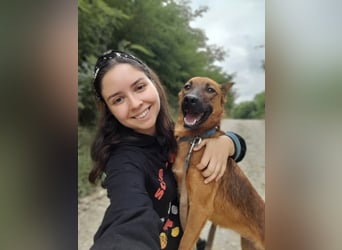 Molly - freundliche und ausgeglichene Mischlingshündin sucht ihr Zuhause