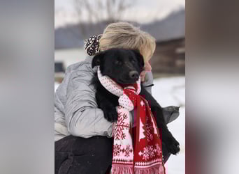 Ema - eine verspielte junge Hündin auf der Suche nach ihrem Für-immer-Zuhause