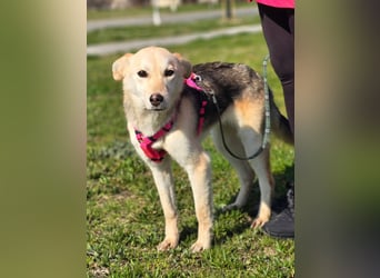 KORAL - liebevolle und aktive Hündin sucht ihr Zuhause