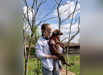 Astra - Sanfte und sehr freundliche Hündin sucht ihr Für-immer-Zuhause