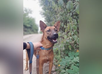 Molly - freundliche und ausgeglichene Mischlingshündin sucht ihr Zuhause