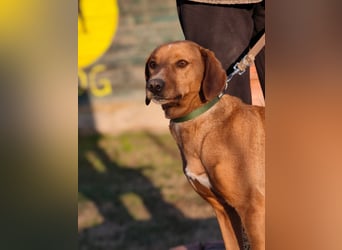 Cezar - ruhiger, freundlicher Begleiter sucht ein sicheres Zuhause