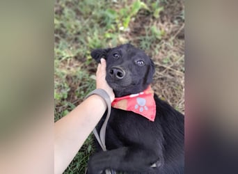 Ema - eine verspielte junge Hündin auf der Suche nach ihrem Für-immer-Zuhause