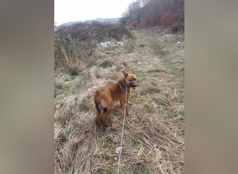 Molly - freundliche und ausgeglichene Mischlingshündin sucht ihr Zuhause