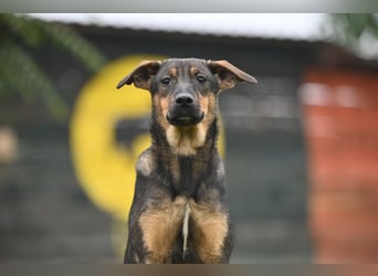 Willow - Zarte Seele sucht ein liebevolles Zuhause