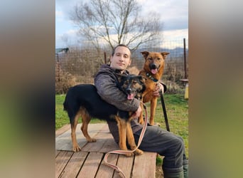 Molly - freundliche und ausgeglichene Mischlingshündin sucht ihr Zuhause