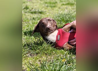 Astra - Sanfte und sehr freundliche Hündin sucht ihr Für-immer-Zuhause