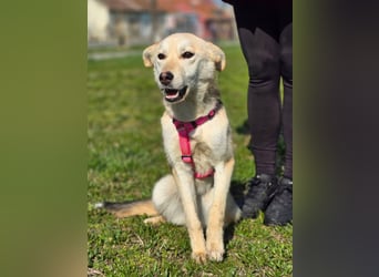 KORAL - liebevolle und aktive Hündin sucht ihr Zuhause