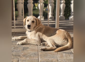 Nino,  supernetter Terriermischling