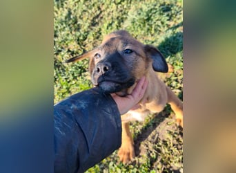 Sammi - kleiner Herzensbrecher sucht großes Glück