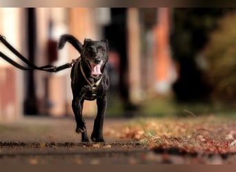 Ilse - intelligente, sportliche Hündin auf der Suche nach ihrer Familie