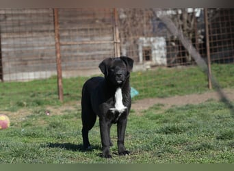 Scooby - fröhlicher kleiner Herzensbrecher sucht sein Zuhause