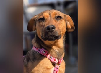 Maila sucht ihr Für-immer-Zuhause