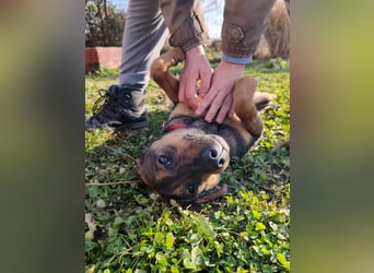 Willow - Zarte Seele sucht ein liebevolles Zuhause