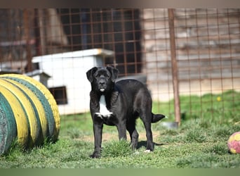 Scooby - fröhlicher kleiner Herzensbrecher sucht sein Zuhause