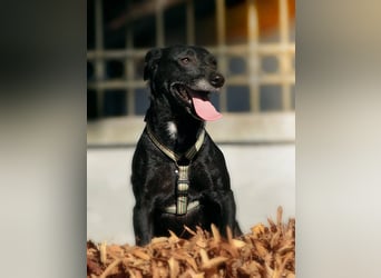 Ilse - intelligente, sportliche Hündin auf der Suche nach ihrer Familie