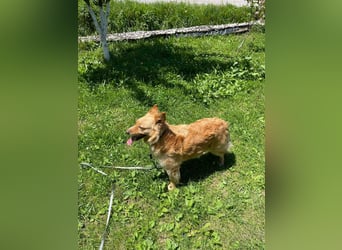 Ozzu - ein Sonnenschein auf vier Pfoten sucht sein Für-immer-Zuhause
