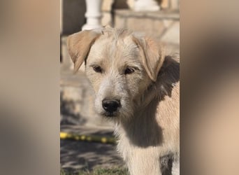 Nino,  supernetter Terriermischling