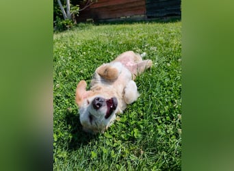 Nastia sucht ihr Für-immer-Zuhause