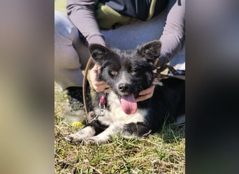 Kaya - Sanfte Seele sucht ihr Für-immer-Zuhause