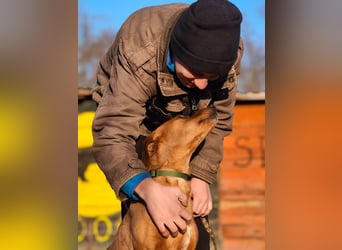 Cezar - ruhiger, freundlicher Begleiter sucht ein sicheres Zuhause