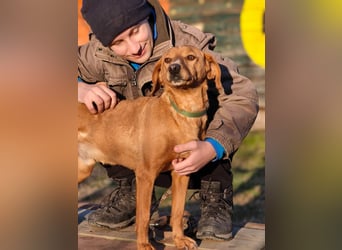 Cezar - ruhiger, freundlicher Begleiter sucht ein sicheres Zuhause