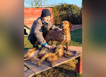 Cezar - ruhiger, freundlicher Begleiter sucht ein sicheres Zuhause