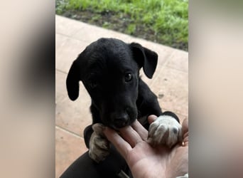 Herzenshund Lisa möchte ankommen